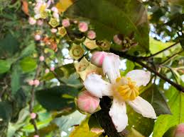 Image result for Bellucia