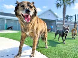 Pet dog being professionally groomed in salon. Oakleaf Pet Boarding Pet Paradise