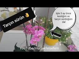 Olu Orkidem Canlandi Garantili Orkide Costuran Bakim Tarifi Oncesi Sonrasi Youtube Orkideler Bitki Saksida Cicekler