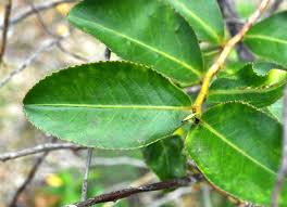 Image result for Aphloiaceae