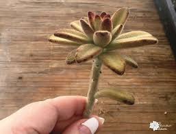 Check spelling or type a new query. Propagating Succulents From Stem Cuttings The Succulent Eclectic
