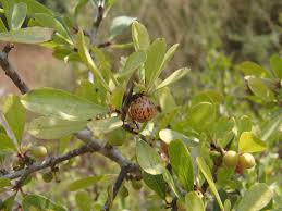 Image result for Rhamnus staddo