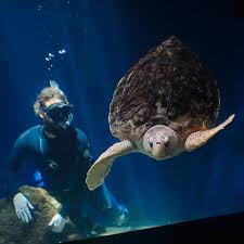 Birch Aquarium At Scripps Institution Of Oceanography 2300 Expedition Way La Jolla Ca 92037 Cool Job Alert One Of Our Aquarists Many Tasks Is Scrubbing Our Loggerhead Sea Turtle S Shell To Keep Her Nice Sea Turtle Shell Loggerhead Sea Turtle Turtle