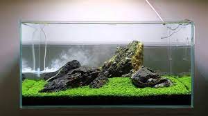 Amazing Monte Carlo Plant Tank Ideas Aquascape Paludarium Blog Aquascaping Aquarium Desain