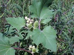 Image result for Xanthium