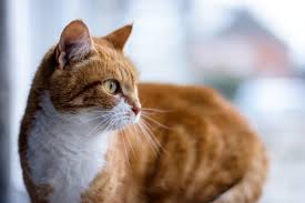 We did not find results for: 10 Benefits Of Adopting A Pet Animal Friends Pet Insurance