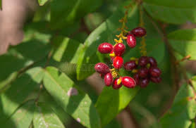 Image result for Cissus rubiginosa