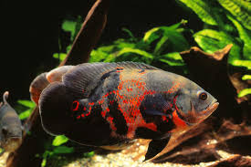 Oscar Fish Cichlid Tiger Red Albino
