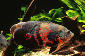 Oscar Fish Cichlid Tiger Red Albino