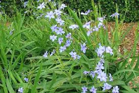 Image result for Aristea ecklonii