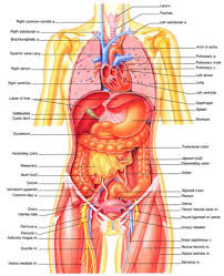 female human body diagram of organs human body inner diagram