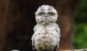 Malay pen., sumatra and borneo; Tawny Frogmouths 5 Things You May Not Know About These Masters Of Disguise
