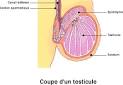 Le cancer du testicule