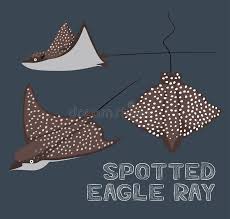 Meaning of spotted eagle ray. Spotted Eagle Ray Cartoon Vector Illustration Stock Vector Illustration Of Wildlife Spotted 119034655