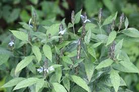 Image result for Ecbolium hastatum