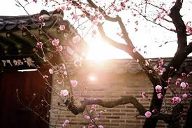 The importance of flowers in the culture along with symbolism and taboos. The 6 Most Important Chinese Flowers In Asian Culture