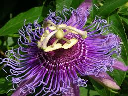 This guide for cbd hemp flowers can show you which strains are best for treating anxiety and other conditions like back pain, spasm, neuropathic & inflammatory pain. The Passionflower The Sacred Symbol Wishgarden Herbs