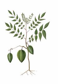 Make sure the starfruit tree is vertical. Averrhoa Carambola Carambola Star Fruit Pfaf Plant Database