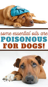 Are Essential Oils Safe For Dogs