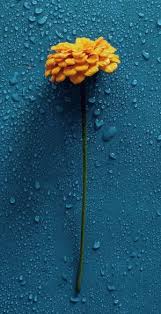 Check spelling or type a new query. Flower Wallpapers Hd For Phone