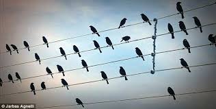Bird On A Wire Movie Song Birds On The Wire Composer Writes Song Based On Positions Of Flock On Telephone Wires Birds Image Choir Music
