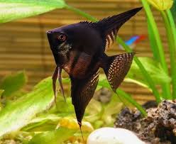 Feralf Foro Feralf Tema Pez Escalar O Pez Angel 1 1 Angel Fish Betta Fish Tank Betta Fish