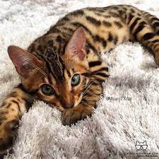 The seal lynx coat is pure white at birth and develops markings with age. The Colors And Patterns On Her Fur Are So Pretty And The Blue Eyes Just Pop Out At Ya Pretty Cats Cute Cats Bengal Kitten