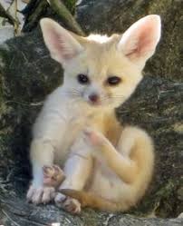 You can also choose from knitted, woven, and. Fennec Fox For Sale For Sale United States 1