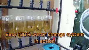 Betta Fish This Guy Have The Best Betta Rack System Easy And Fast Water Change In 2020 Betta Fish Betta Betta Breeding