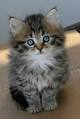 AVAILABLE KITTENS - Angel of Siberia - Siberian Kittens ...