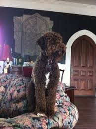 This makes them a pleasure to train. 93 Lagotto Ideen Hunde Spanischer Wasserhund Hunderassen