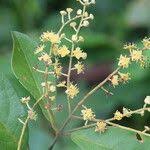 Image result for Combretum celastroides