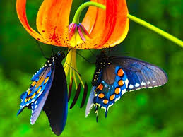 Flowers attract and reward bees for their pollination service. The Flower And The Butterfly Relationship Beautiful Butterflies Butterfly Images Butterfly Pictures
