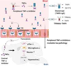 Image result for TNF Inhibitor