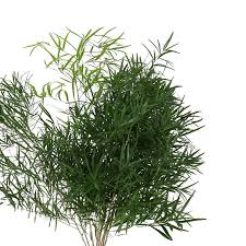 Image result for Asparagus falcatus