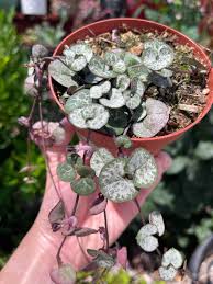 Image result for Ceropegia meyeri-johannis