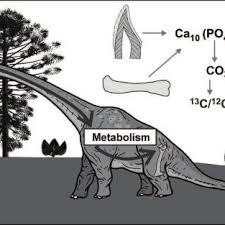 Carbon dating or radiocarbon dating has enabled us to know the age of ancient objects or fossils. Pdf The Diet Of Sauropod Dinosaurs Implications From Carbon Isotope Analysis Of Teeth Bones And Plants