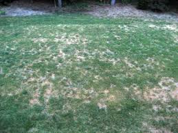 I Am Wondering When I Should Apply Lime To My Lawn Is There A Difference Between The Powdered Lime And Pelletized How Much Should Lawn Lime Uses How To Apply