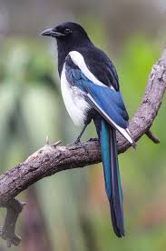 Black Billed Magpie Birds Pet Birds Magpie