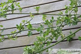 installer un cable pour attacher un grimpant sur le mur les jardins de malorie rosier grimpant deco jardin rosier liane