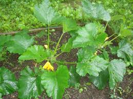 Classically smooth and cylindrical, organic fordhook zucchini grows dark green with creamy white flesh. Burpee S Fordhook Zucchini Photos And Information