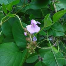 Image result for Mucuna gigantea
