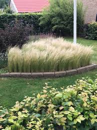 Gräser, die wegen ihrer filigranen transparenz, ihrer leichtigkeit und ihrer vielfältigen, ungewöhnlichen verwendungsmöglichkeiten in der gartengestaltung geschätzt werden, stellen eine bereicherung, ja ein muss für jeden staudengarten dar. Stipa Tenuifolia Federgras Madchenhaar Gunstig Kaufen