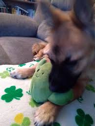 This cactus dog toy had a smaller, sad cactus inside. Counsuela The Cactus Plush Dog Toy Barkshop