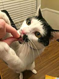 Dental Disease Is More Than Just A Cosmetic Issue When Your Canine Companion Or Feline Friend Has Red Gums Yellow Teeth And Stinky Cats Cat Fleas Cat Facts
