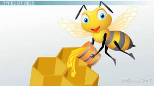 Life Cycle Of A Bee Lesson For Kids