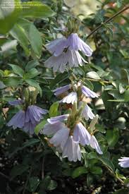 Image result for Sclerochiton