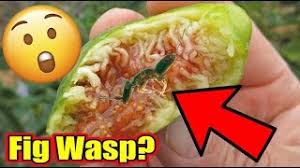 At the end of her life cycle, a female wasp will crawl into the tiny opening of the fig flower to lay her eggs. Are There Wasps Or Wasp Larvae In Ripe Figs Youtube