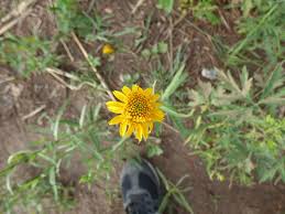 Image result for Pascalia glauca