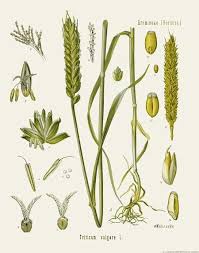 Missouri Botanical Garden Press Botanicheskie Printy Botanicheskie Illyustracii Botanika